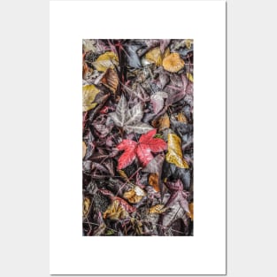 Autumn Leaves Posters and Art